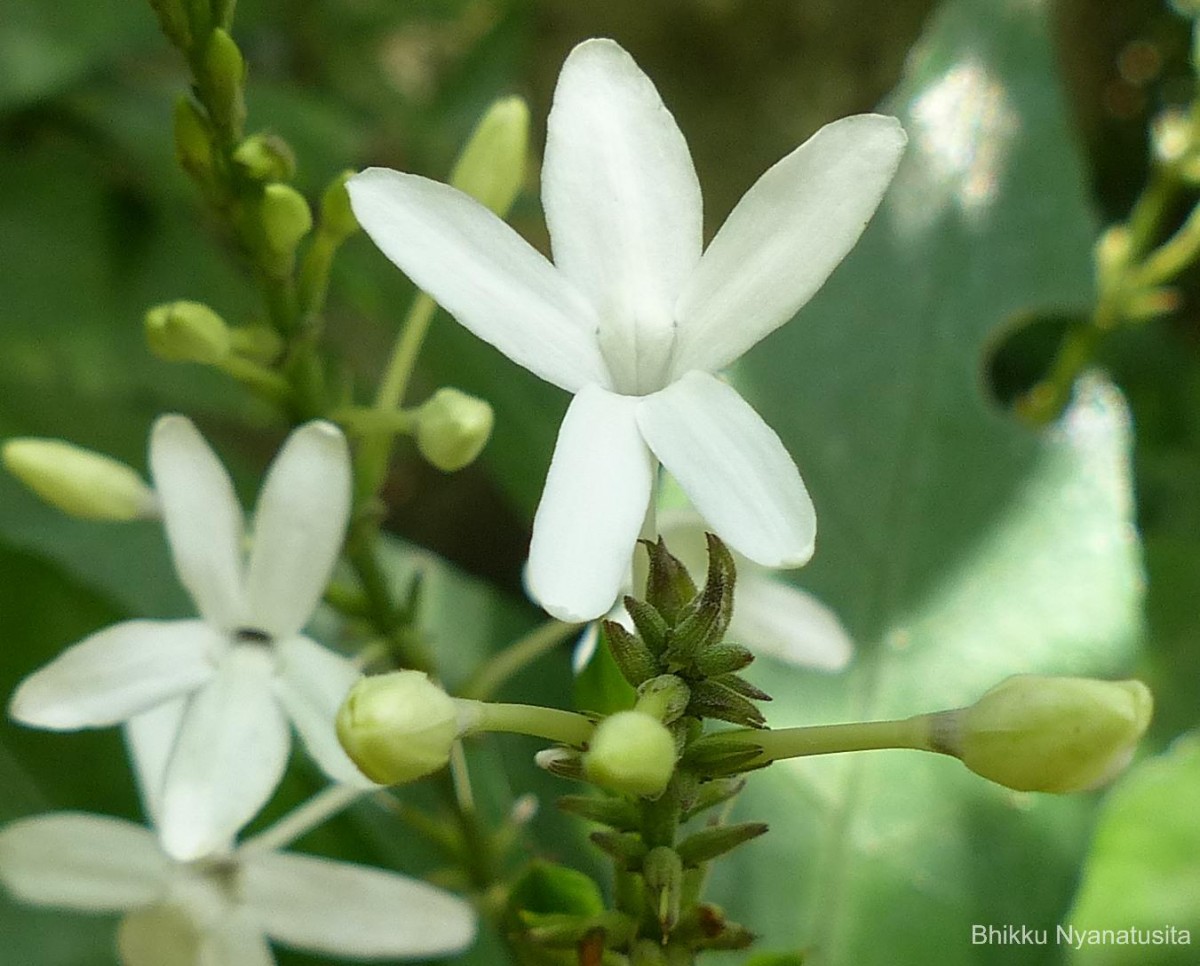 Pseuderanthemum latifolium (Vahl) B.Hansen